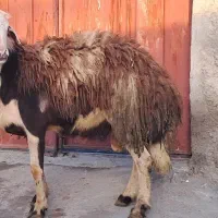 قوچ خال سیاه اصل پلنگی