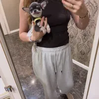 شیواوا تیکاپ دو سر خالص|سگ|ری, دولتآباد|دیوار