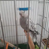 عروس هلندی ایزابلا دستی|پرنده|ایلام, |دیوار