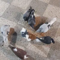 کفتر کبوتر صید