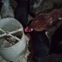 خروس جوان وارگانیک محلی|حیوانات مزرعه|فشاپویه, |دیوار