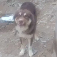 واگذاری.دو.عدد