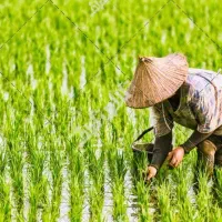 مستقیم از شالیزار