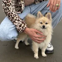 سگ پامرین|سگ|مشهد, فدک|دیوار