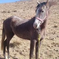 مادیونه نژادش در شور و کرد میکس شده|اسب و تجهیزات اسب‌سواری|نظرآباد, احمد آباد|دیوار