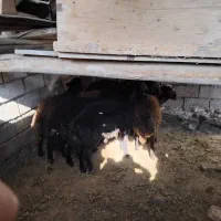 بره نر ۸عدد|حیوانات مزرعه|شاهرود, |دیوار