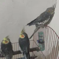 فروش 3عدد عروس هلندی|پرنده|لاجان, |دیوار