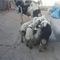 قوچ‌هرکول  پلنگی ۲سالنیم|حیوانات مزرعه|دینور, |دیوار