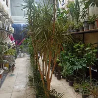 گل و گیاه اریکا|گل و گیاه طبیعی|ری, فیروزآبادی|دیوار