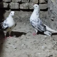 کفتر آخرت