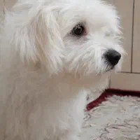 سگ زیبا و ناز