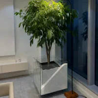 گل و گیاه آپارتمانی  درختچه های لوکس