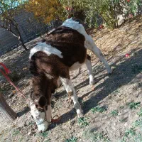 گوساله ماده سیمینتال|حیوانات مزرعه|ایوان, |دیوار