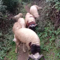 گوسفندای صحرایی به دلیل نبود مکان به فروش می رسد.|حیوانات مزرعه|لنگرود, |دیوار