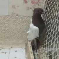 کفتر سینه سرخ زینتی کاکلی نر دم قاشقی|پرنده|تهران, یافتآباد|دیوار