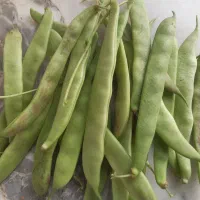 باقالی باقلا درختی گوشتی