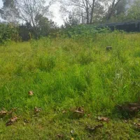 خدمات کوتاهی چمن و زدن علف های هرز|خدمات باغبانی و درختکاری|بندر انزلی, سی متری|دیوار