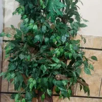 درخت مصنوعی|گل مصنوعی|دزفول, |دیوار