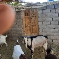 یک راس کره نر یک ساله از نژاد الپاین اصلی