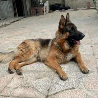 فروش سگ ( نژاد ژرمن ) شولاین