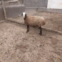 میش آبستن