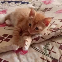 واگذاری گربه ۲ ماهه شیطون بازیگوش