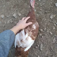 بوقلمون بوربون سینه پهن