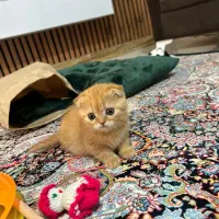 اسکاتیش فولد گلد|گربه|رشت, چله خانه|دیوار