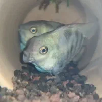 مولد سیچلاید پرت پلار و بچه های ۱بند و ناخنی