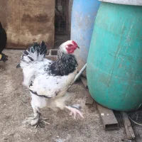 خروس و اصیل برهما