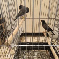 ‌پرنده مینا