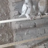 هفت رنگ‌دم سفید نر