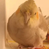 عروس هلندی|پرنده|سنندج, |دیوار