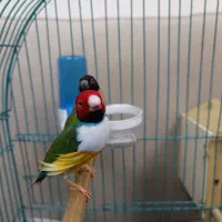 فنج گلدین جفت|پرنده|تبریز, |دیوار