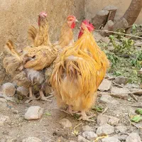مرغ وخروس نژادارپینگتون