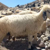 میش فروشی