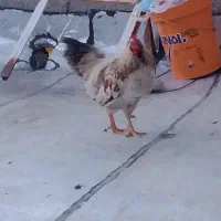 خروس