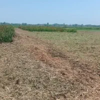 خدمات تخصصی هرس سم پاشی و چمن زنی|خدمات باغبانی و درختکاری|خمام, |دیوار