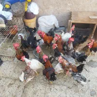 مرغ خروس|حیوانات مزرعه|اهواز, منازل کارون|دیوار