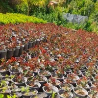 فتونیا سطل ۱۰