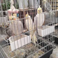 عروس هلندی|پرنده|قم, نخودی|دیوار