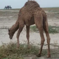 بچه شتر چاق درجه یک همه نرهستن|حیوانات مزرعه|گنبد کاووس, |دیوار