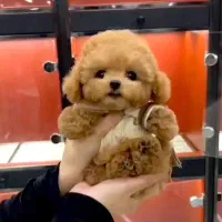 واگذاری توله سگ جذاب|سگ|تهران, دهکده المپیک|دیوار