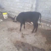 یک عددگوساله نر پروار|حیوانات مزرعه|دره شهر, |دیوار