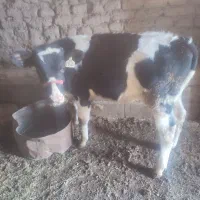 گوساله نر هلشتاین ۲۰۰کیلو جنس خوب