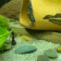 لجن خوار پوزه بطه ای