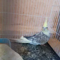 عروس هلندی گمشده