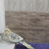عروس هلندی