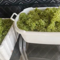 میوه سیب و انگور تازه بار تاکستان محصول خودم|خوردنی و آشامیدنی|اسلام‌شهر, شهرک سعیدیه|دیوار