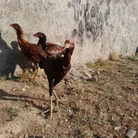 جوجه لاری|حیوانات مزرعه|نگین شهر, |دیوار